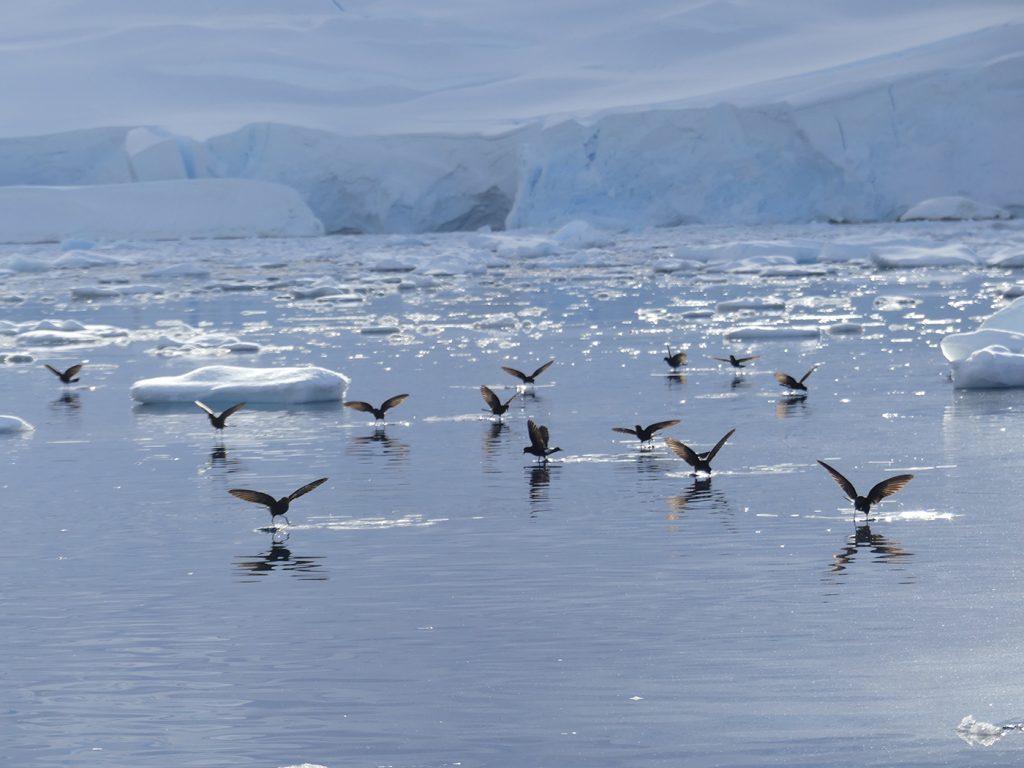 Des oiseaux sur l'eau en voyage en Antarctique