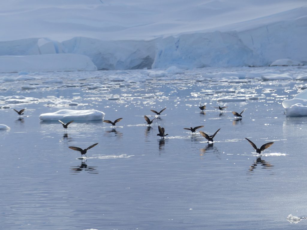 Des oiseaux sur l'eau en voyage en Antarctique