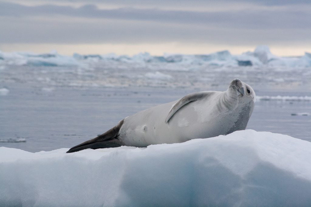 Phoque sur un glacier en Argentine