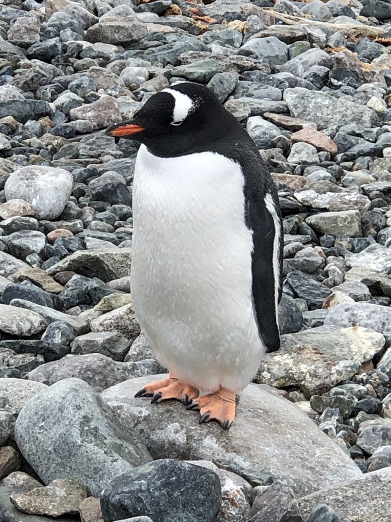 Pingouin Gentoo en voyage en Antarctique