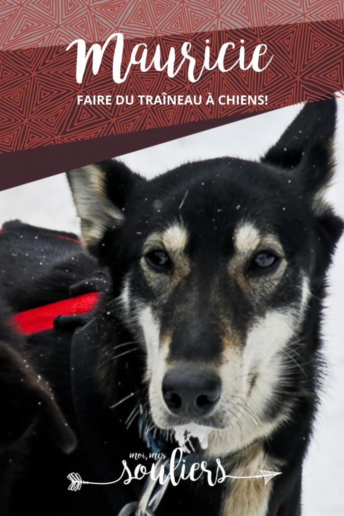 Faire du traîneau à chiens en Mauricie