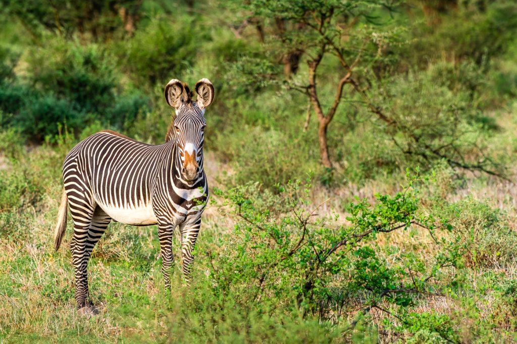 Zèbre de Grévy, Buffalo Springs National Reserve - Safari au Kenya - Grégory Rohart