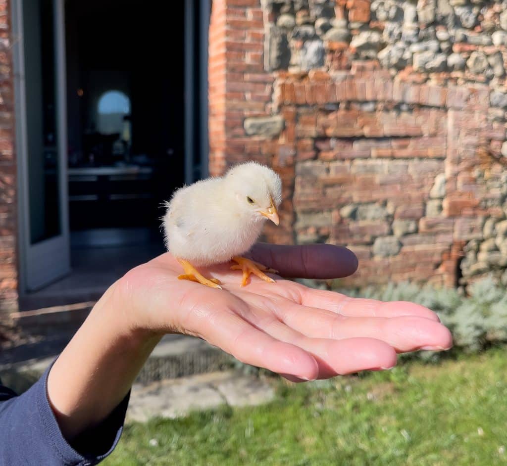 Poussin au Siena House