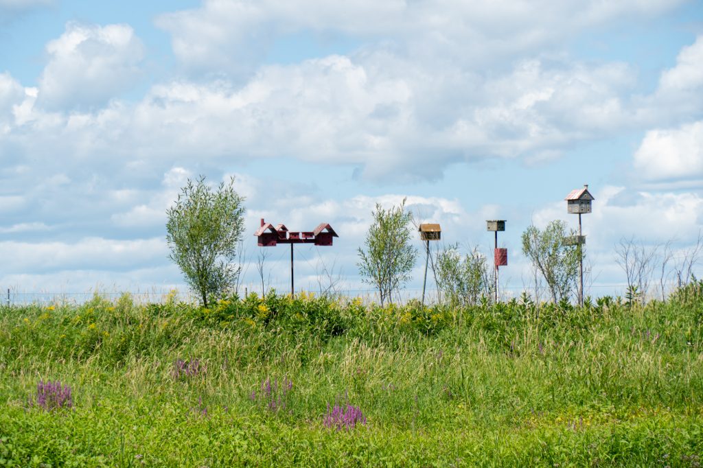 cabanes à oiseaux dans le marais sur la rive