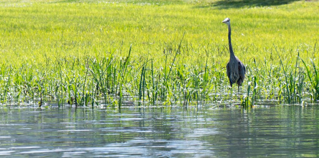 héron dans le chenal du moine - Croisière dans les îles de Sorel