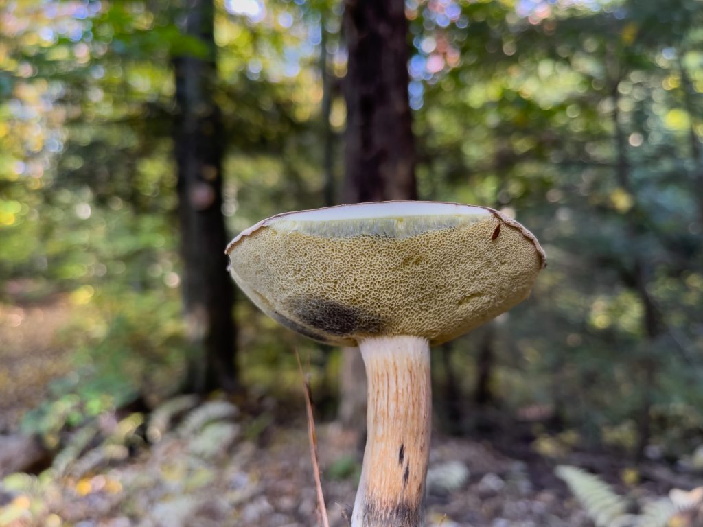 Champignon frais cueilli - Trois-Rivières