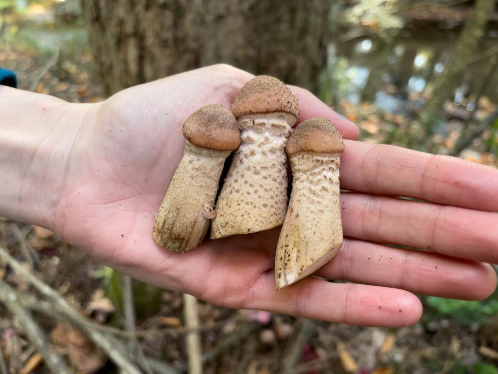 Champignons frais - Activité originale en Mauricie