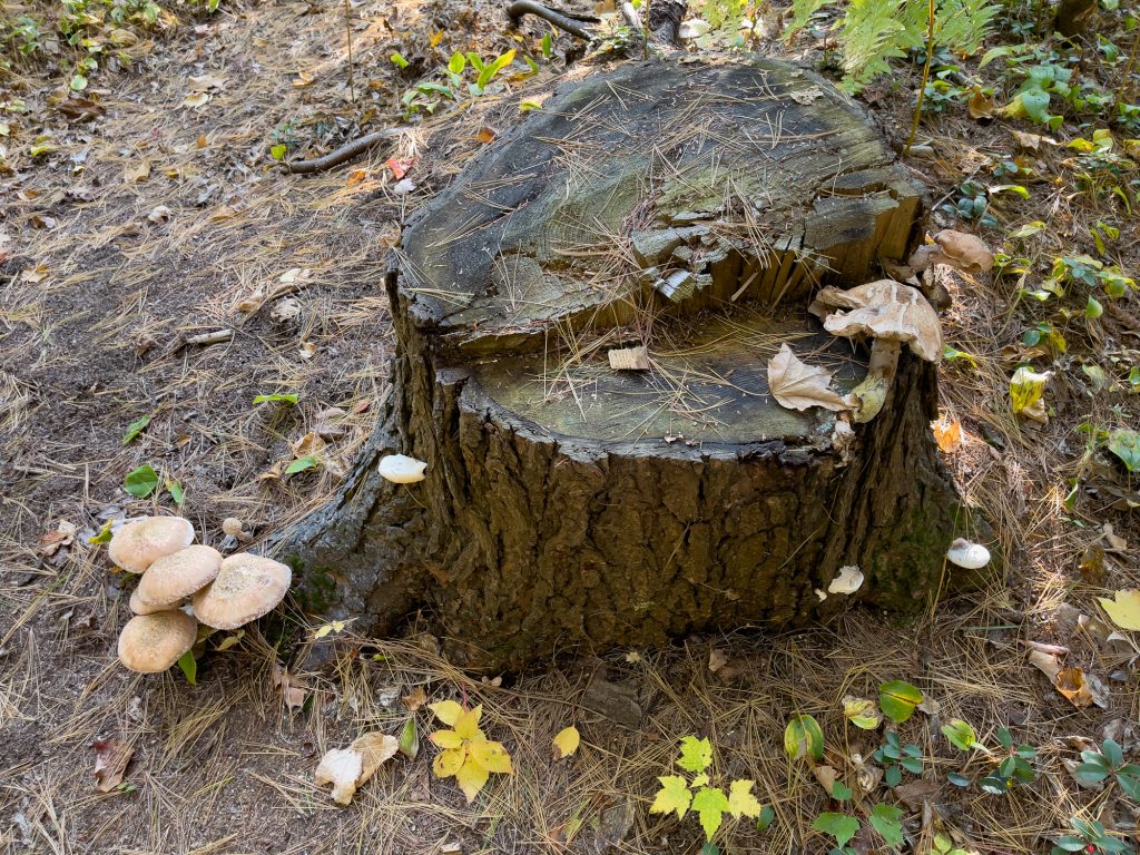 Champignons sur la racine d'un arbre - Quoi faire à Trois-Rivières