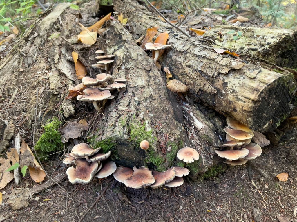 Champignons sur bûche