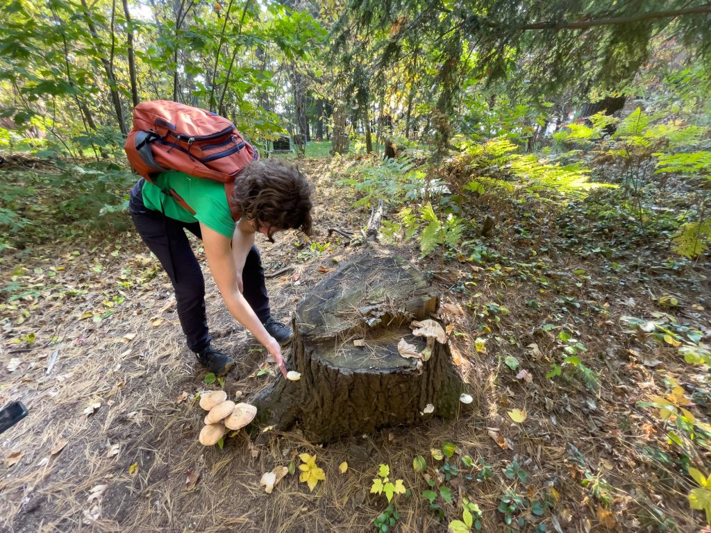 Emmanuelle de L'Empreinte Jardin Forêt, activité de cueillette de champignons