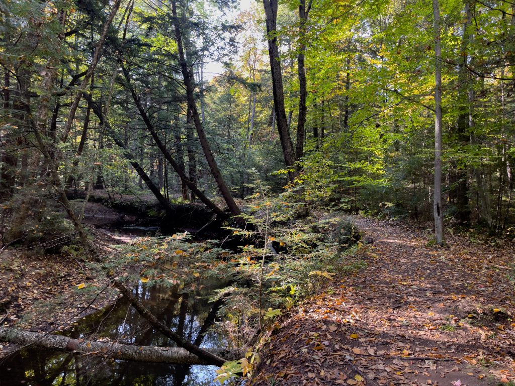 Marche dans la forêt du moulin seigneurial de Pointe-du-lac