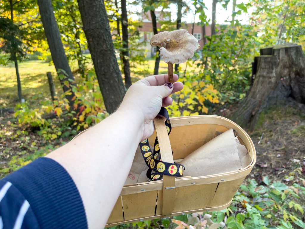 Panier de cueillette mycologique - L'Empreinte Jardins forêt