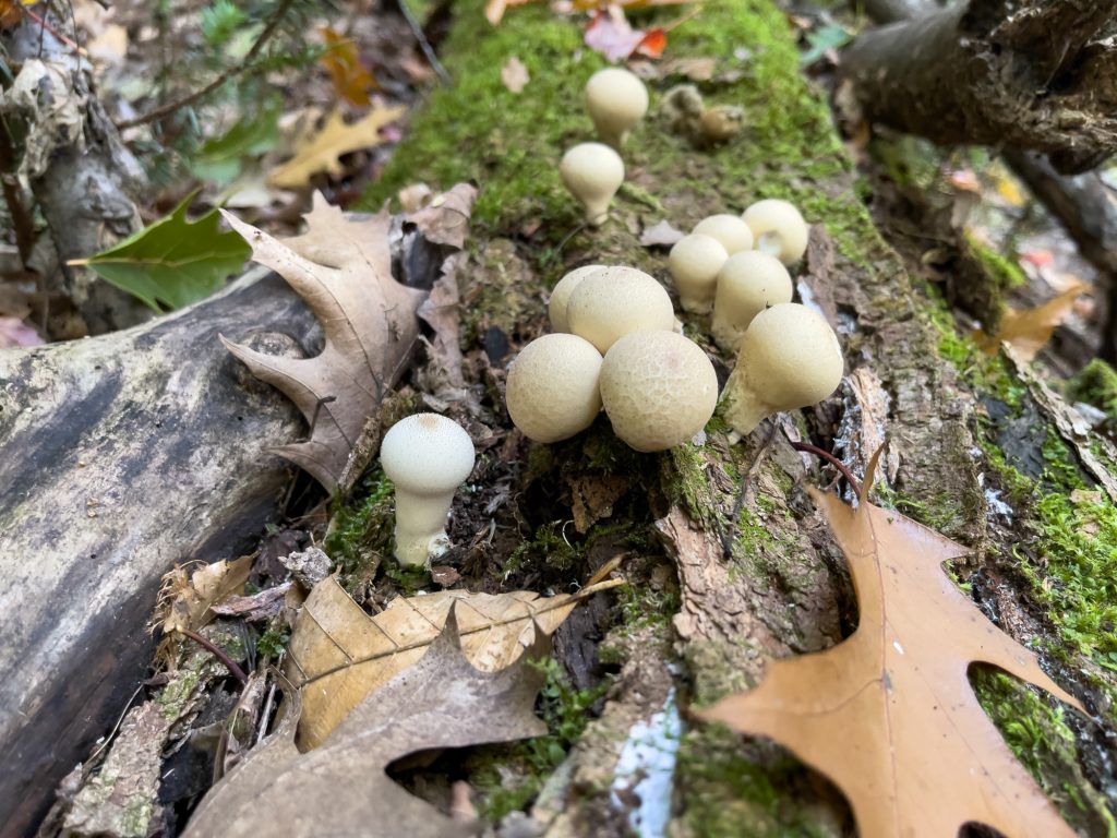 Petits champignons sur mousse