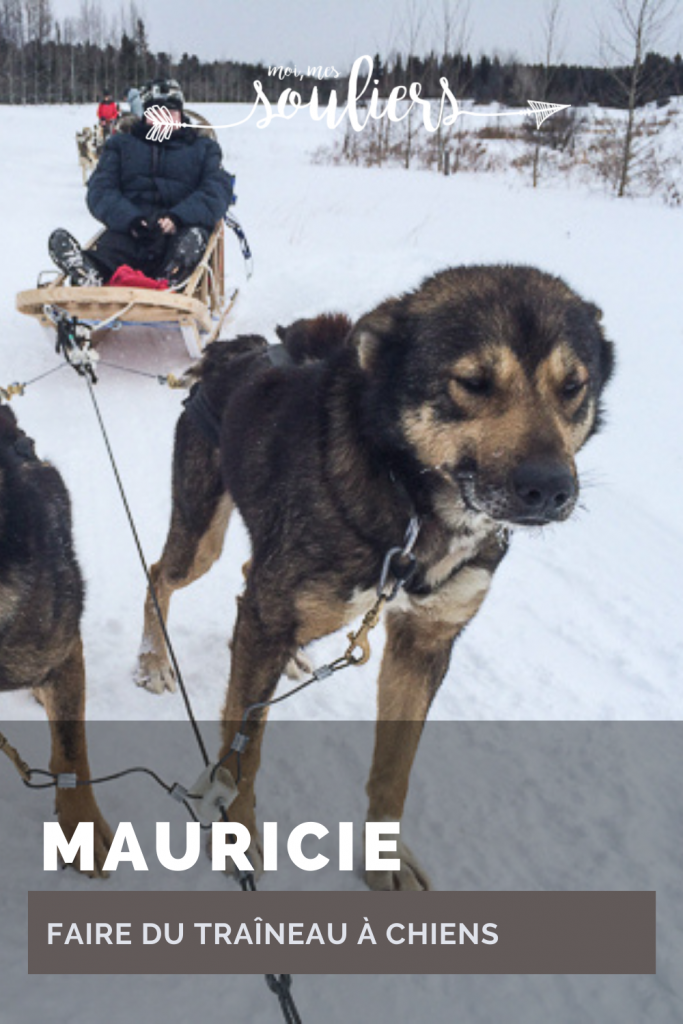 Faire du traîneau à chiens en Mauricie, Québec
