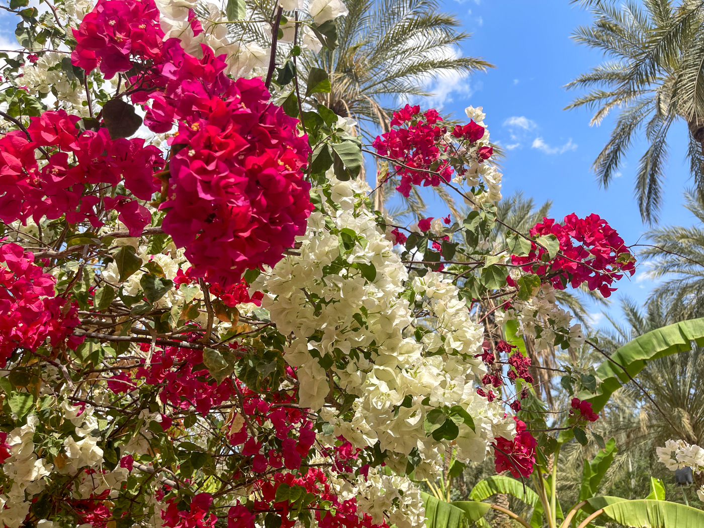 Fleurs du jardin Eden Palm