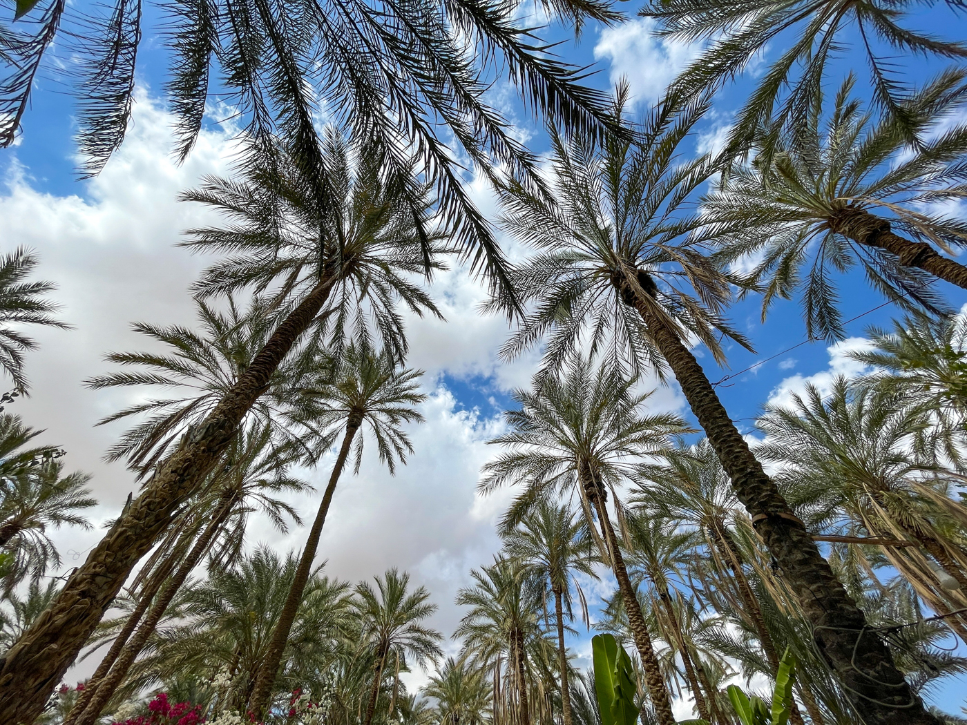 Musée de la datte de Tozeur - Eden Palm
