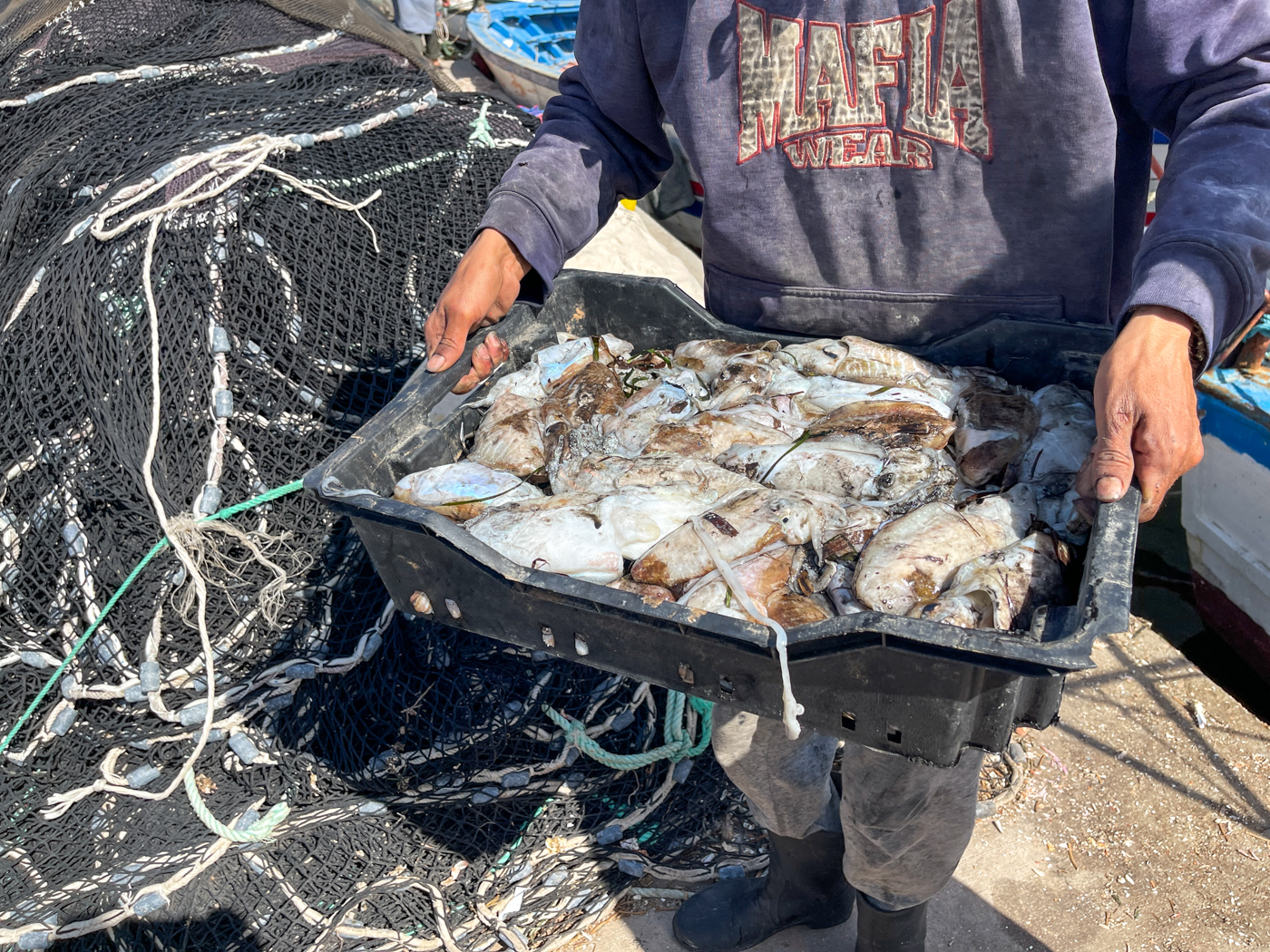 Poissons frais au port de Djerba