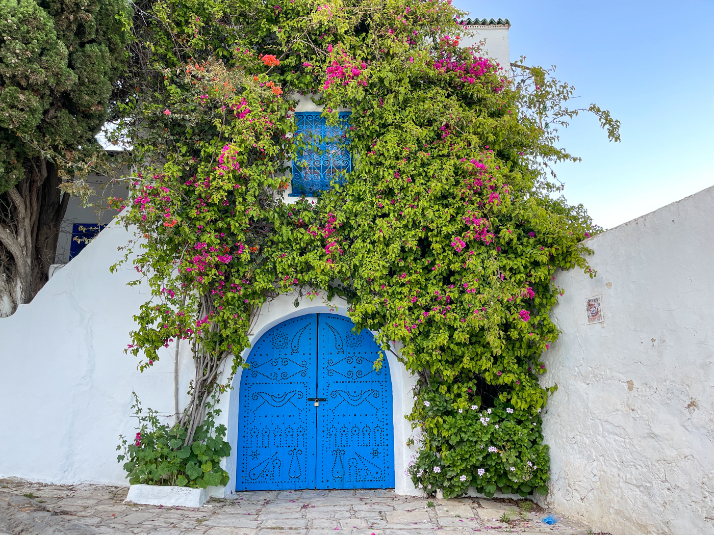 Porte bleue et plantes de Sidi Bou Saïd