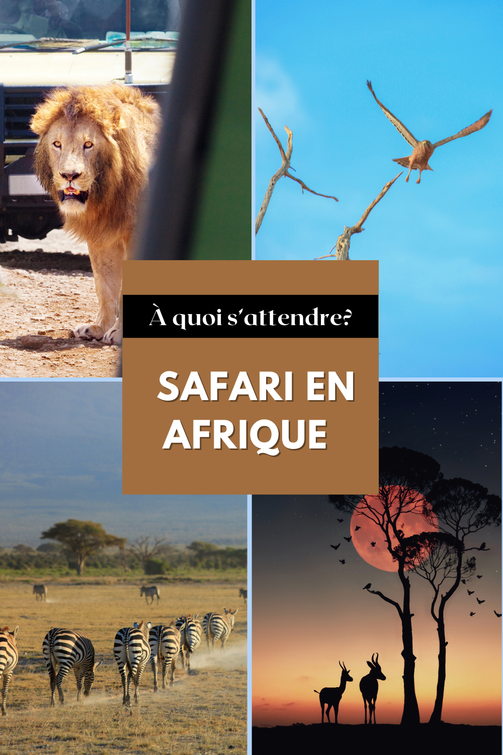 Safari en Afrique, à quoi s'attendre?
