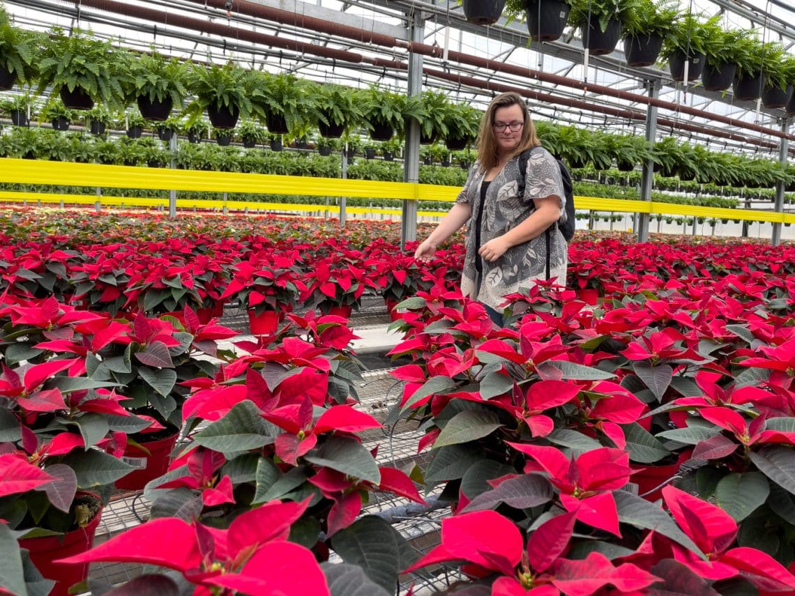 Jennifer dans la serre de poinsettias aux serres Sylvain Cléroux