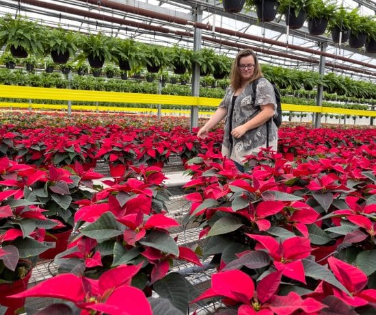 Jennifer dans la serre de poinsettias aux serres Sylvain Cléroux