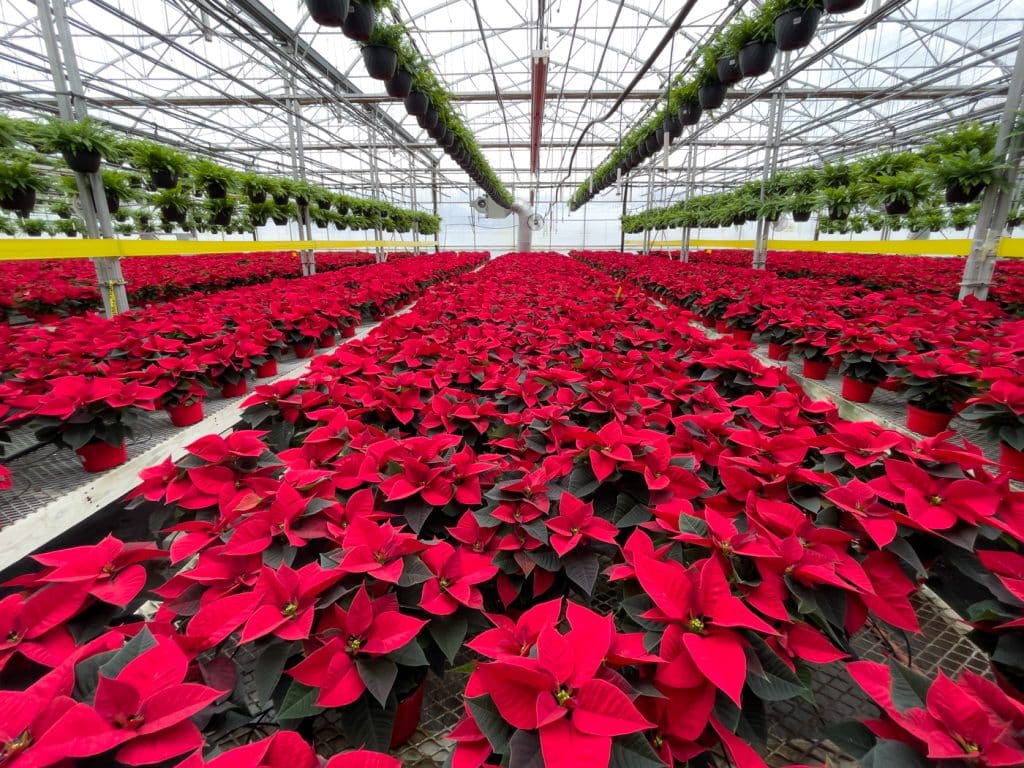 Milliers de poinsettias rouges - Serres Sylvain Cléroux à Laval