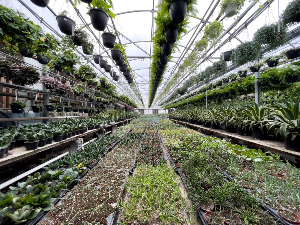 Plantes tropicales aux Serres Sylvain Cléroux - Quoi faire à Laval