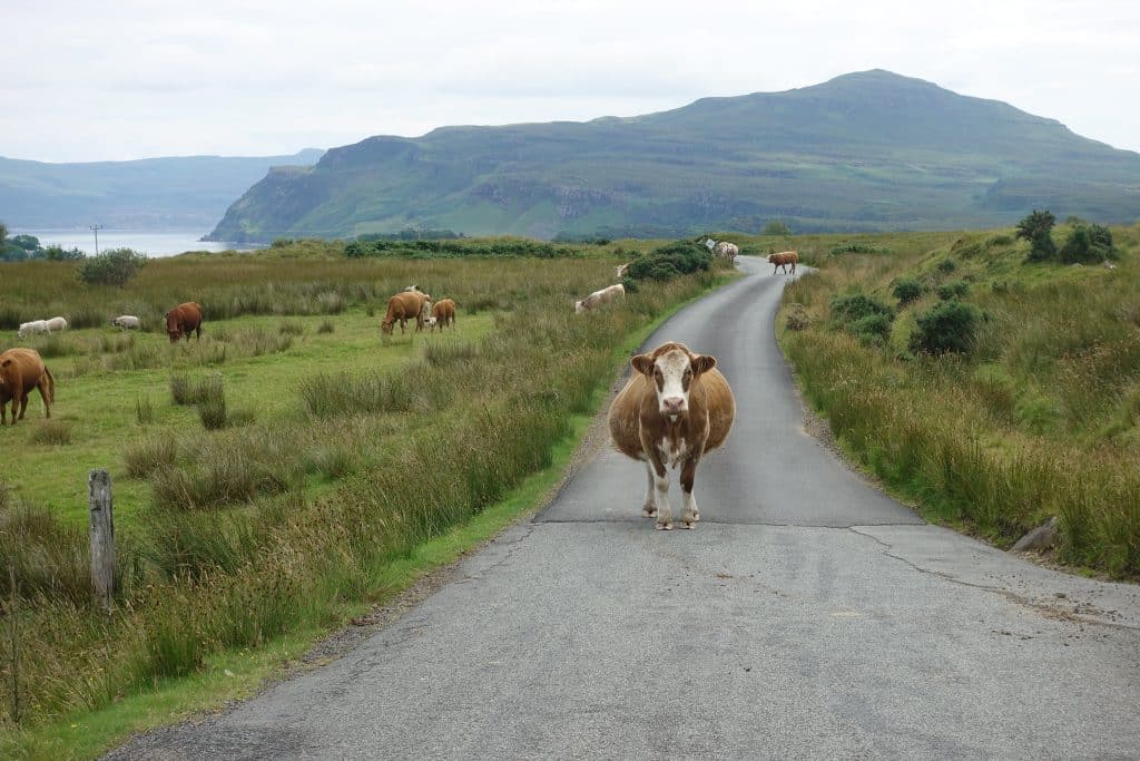 Vache dans le chemin en Écosse par Claudia La Roadtrippeuse