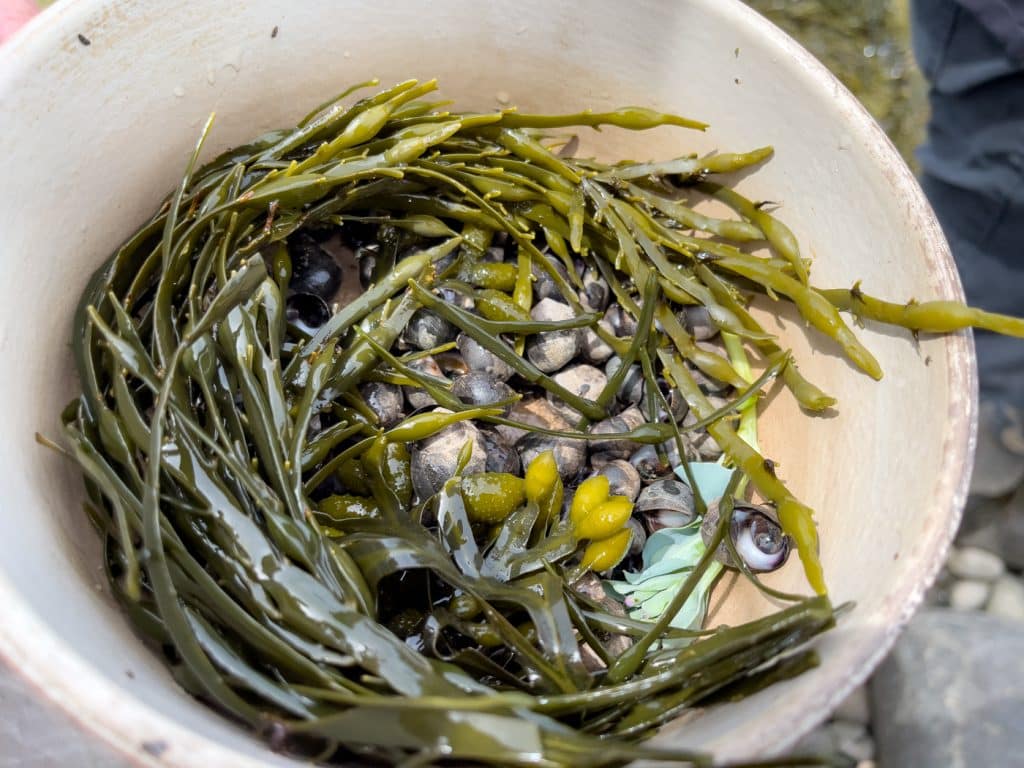 Cueillette sur la plage - Foraging activity - Gourmet by Nature Nova Scotia