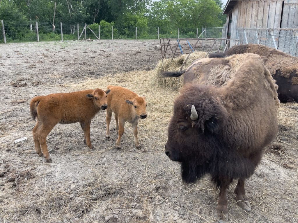 Bisons du Rieur Sanglier