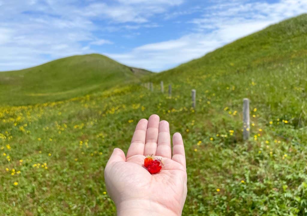 Petites fraises dans les buttes de Langlade