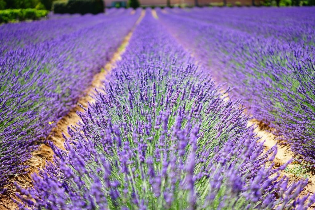 Champ de lavande en Provence-Alpes-Côte-d'Azur - Hans sur Pixabay - quoi faire en Provence-Alpes-Côte d'Azur