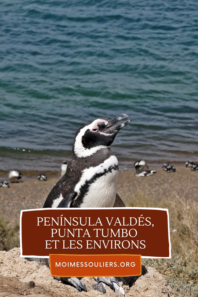 Visiter la péninsule Valdés, Punta Tumbo et les environs en Argentine