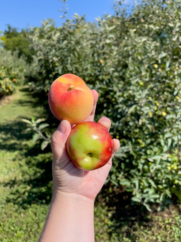 Pêche et pomme dans la main - Corberrie Cider Company