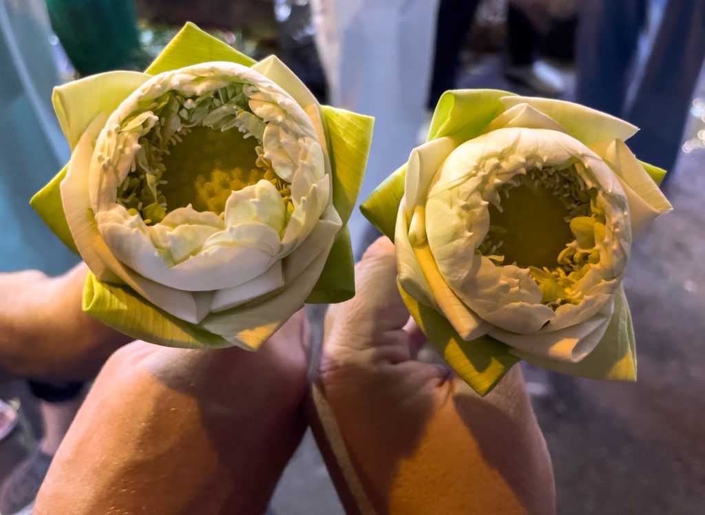 Fleurs de lotus en Thaïlande