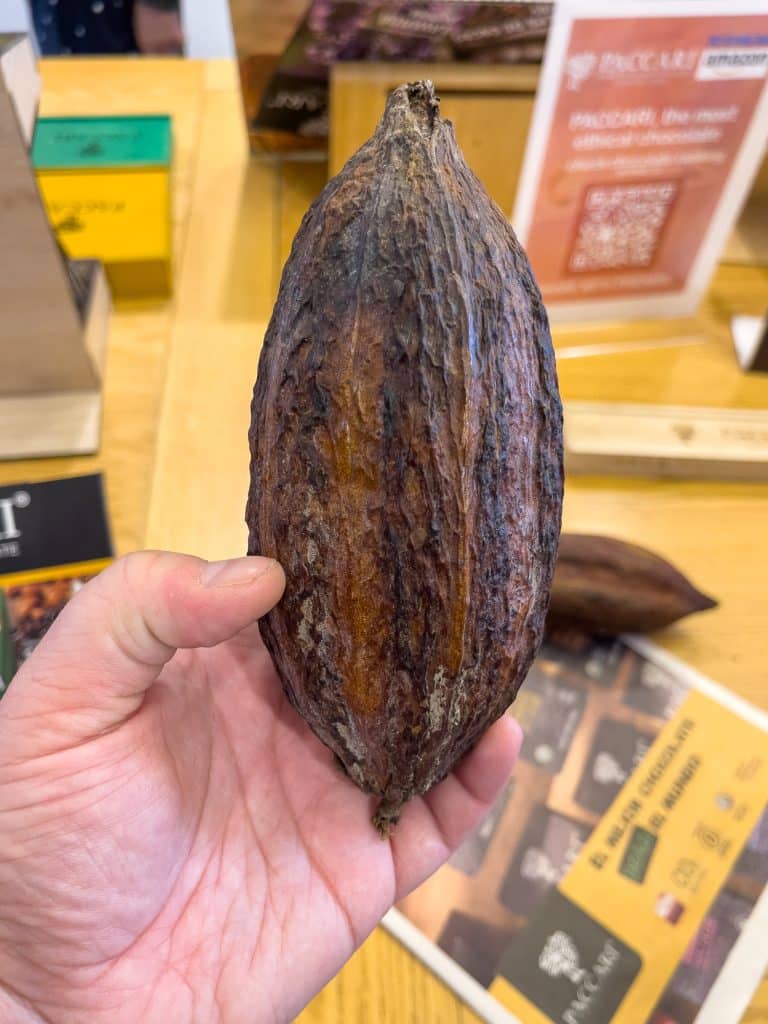 Cabosse de cacao