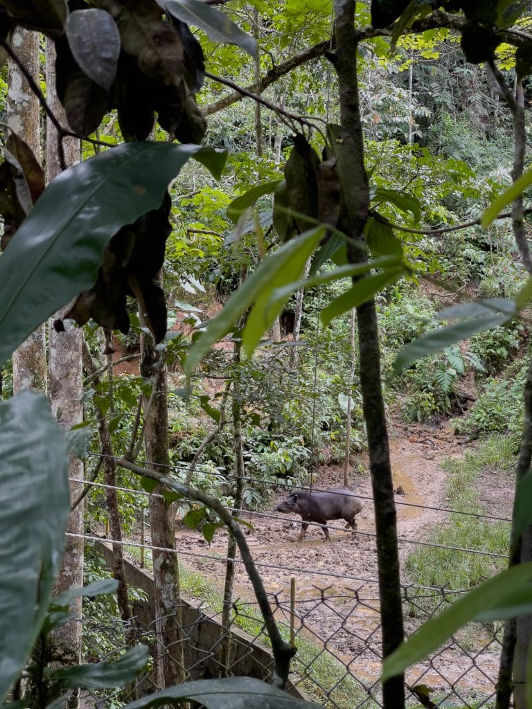 animal dans le jungle à l'Amazoonico