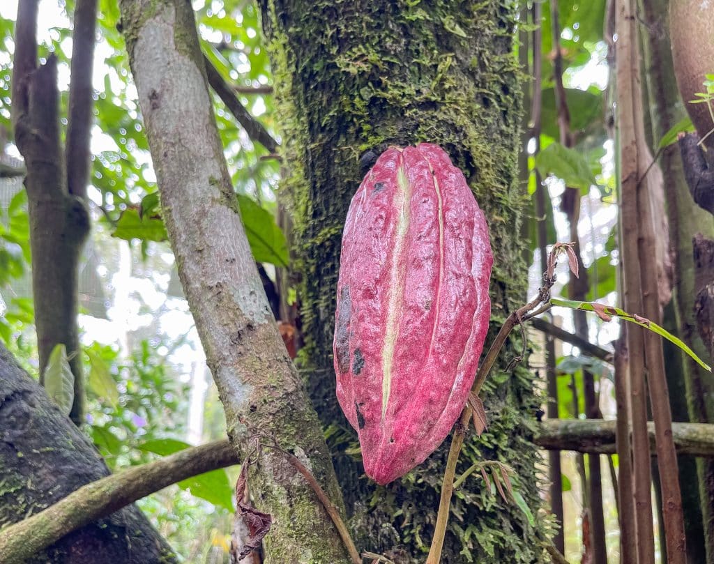Cabosse de cacao en Amazonie, Équateur