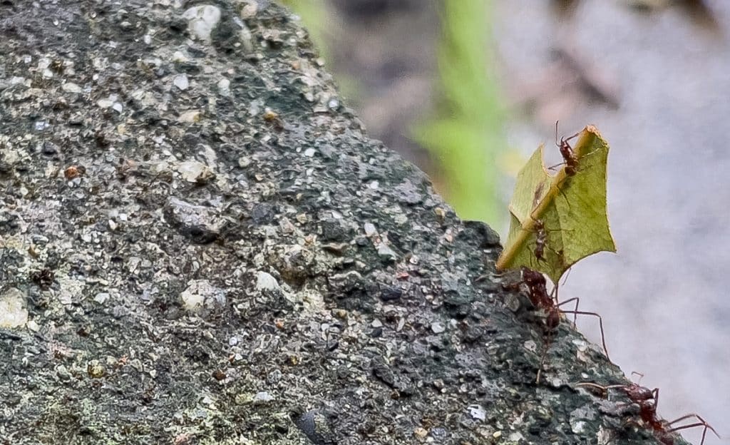 Fourmis qui transportent une feuille - Amazoonico