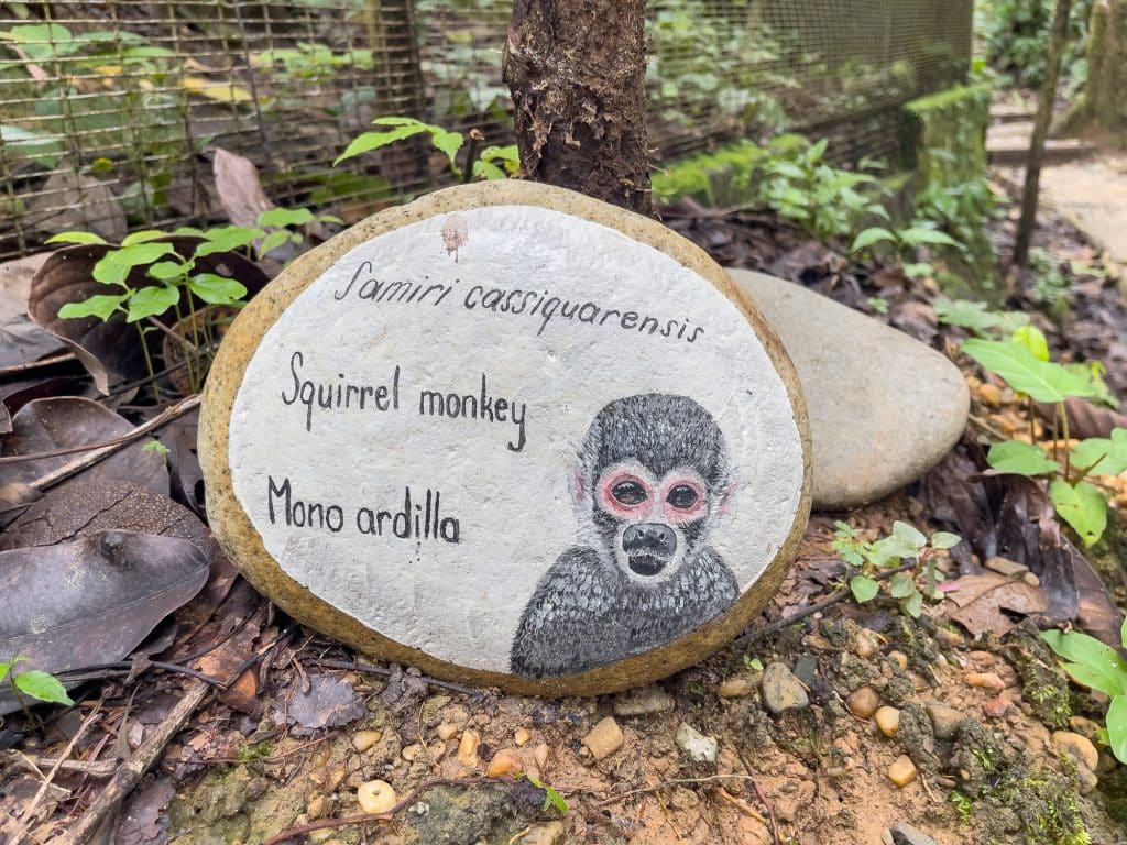 Pierre peinte pour le singe d'Amazoonico