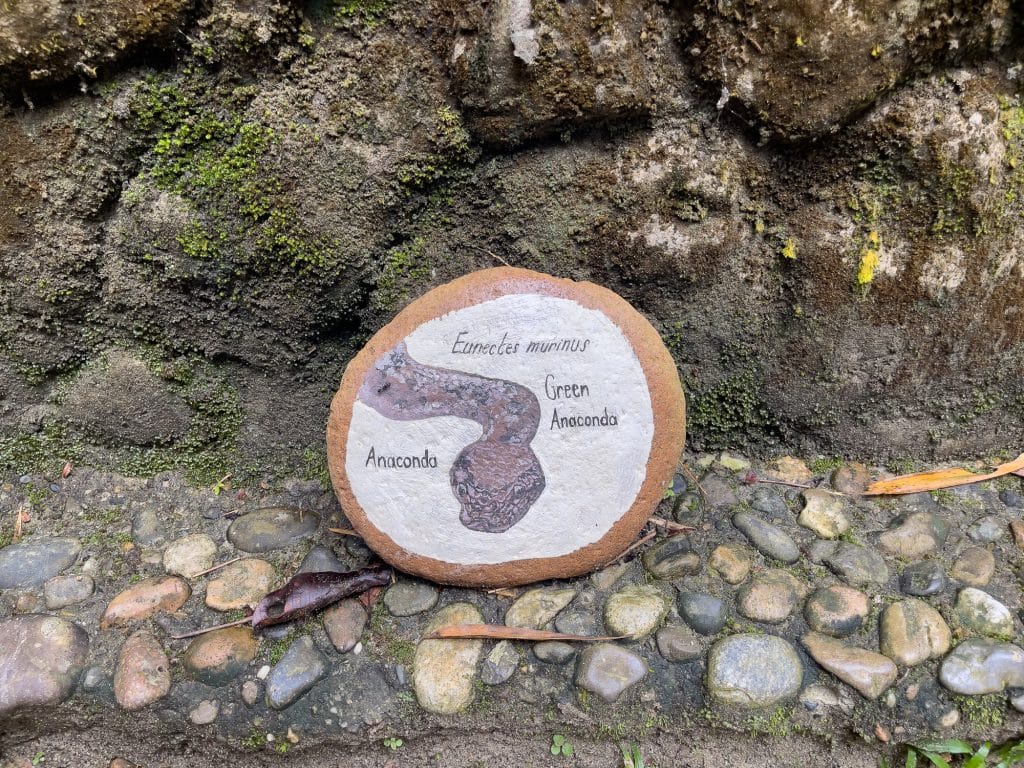 Pierre peinte pour l'anaconda d'Amazoonico
