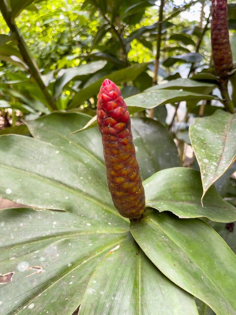 Plante-savon en voyage en Amazonie