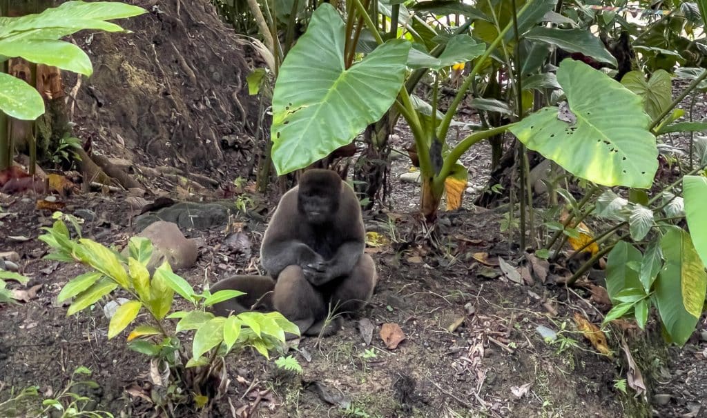 singe près du Liana Lodge