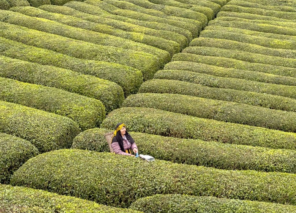 Femme dans une plantation de thé en Turquie