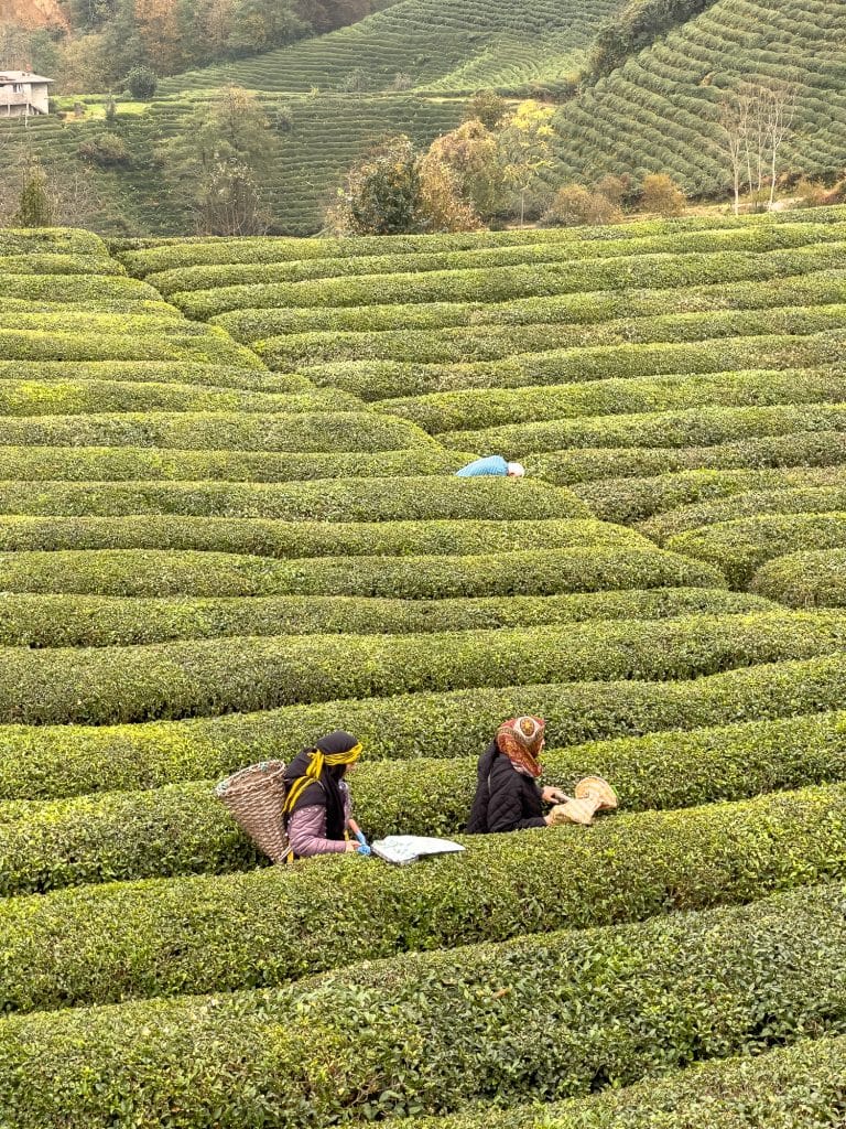 Femmes dans une plantation de thé en Turquie