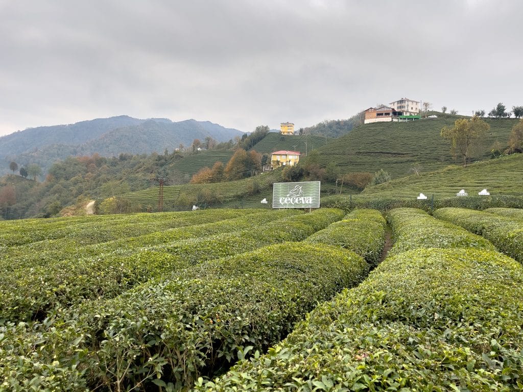 Plantation de Çeçeva