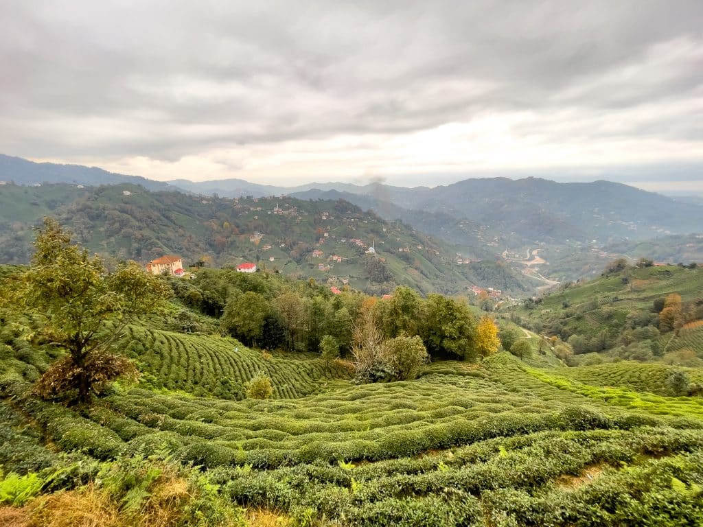 Plantations de thé à Çeçeva (Haremtepe)