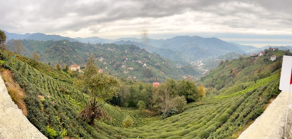 Plantation de thé dans les montagnes de Kaçkar