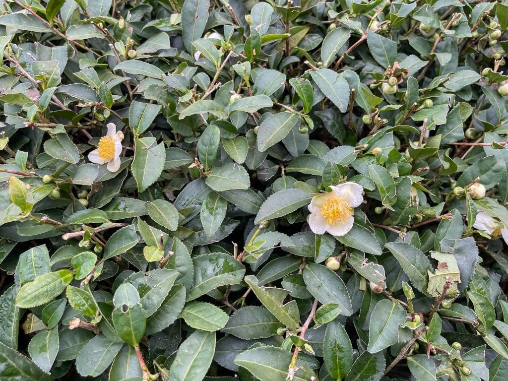 Plantes de Çayeli