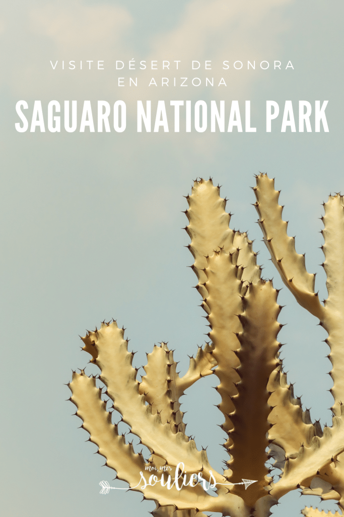 Visiter le Saguaro National Park du désert de Sonora en Arizona